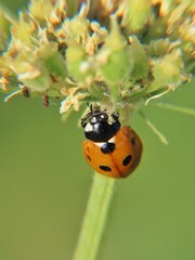 This close-up image reveals the delicate beauty of a ladybird, seen from a unique perspective as it navigates the textured surface of a plant. 