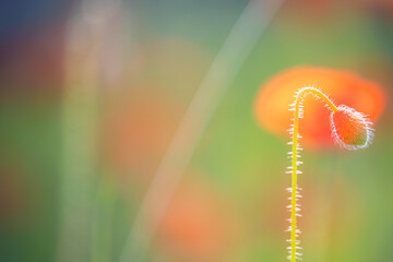 Closed poppy (papaver) bud hanging down with blurred poppies in background