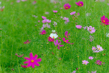 秋に咲く色とりどりのコスモスの花畑