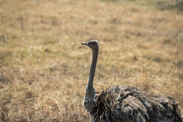 Im Ngorongoro Krater