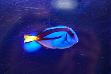 Blue Tang in Aquarium. Blue tang fish with elegant underwater charm. A blue tang fish swims with...