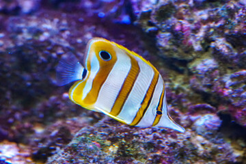 Copperband butterflyfish swimming under water. Copperband Butterfly fish, close-up. Long-nosed butterflyfish passing in an aquarium. Chelmon rostratus.