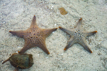 Sea stars on ocean floor. A vibrant starfish. A close-up of a starfish resting on coral in an...