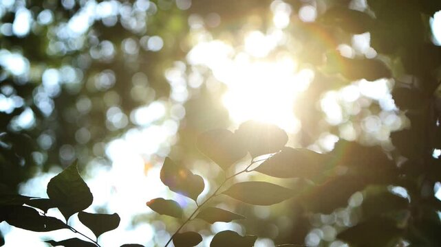 A natural healing loop video and ASMR that provides a comfortable rest, with the morning sunlight shining brightly through the trees in the forest and the leaves swaying in the fresh breeze.
- Powered by Adobe