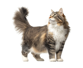 Obraz premium Cute fluffy cat standing in profile, looking up isolated against a transparent background.