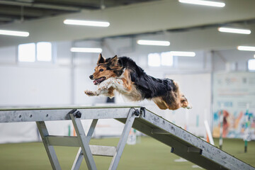 dog border collie jump in agility