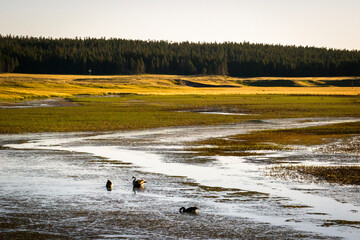 Canada geese on wetland in Yellowstone with trees in background