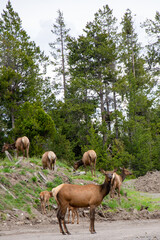 Obraz premium Mixed-Sized Elk Herd Grazing on Hill Surrounded by Trees in Yellowstone