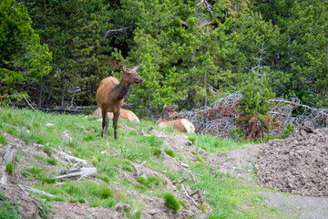 Herd of Elk Grazing on Gentle Hill in Yellowstone

