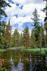 Pond in Forest Surrounded by Green Grass and Tall Trees with Autumn Colors

