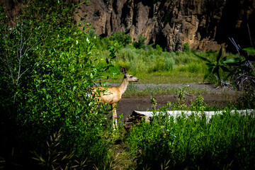Deer Behind Bushes in Mountain Meadow with Rock Background – Layered Nature Scene


