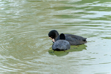 水面に寄り添うオオバンの親子のひととき