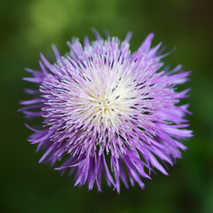 A beautiful white and lavender American Basketflower showing off during the spring wildflower season in Fort Worth, Texas USA