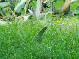 Lone pad of an Opuntia, resembling a shark dorsal fin, stands proudly above the surrounding tall grass near Benbrook Lake, Texas USA