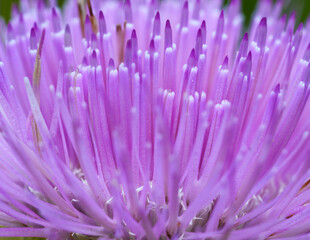 A macro shot of a  beautiful Texas Thistle basking in the morning sun during the spring wildflower season in Fort Worth, Texas USA