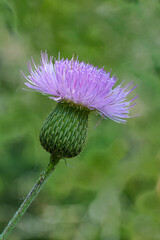 A beautiful Texas Thistle basking in the morning sun during the spring wildflower season in Fort Worth, Texas USA