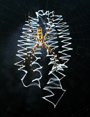 A spider sitting on  the zigzag of its web awaiting its next meal. The web is attached to a house window in Fort Worth, Texas USA