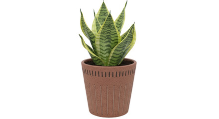 Isolated Snake Plant