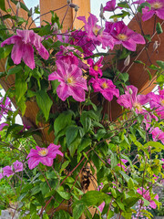 pink clematis flowers entwine a sturdy wooden post, creating a vivid display of color and life in a serene garden setting