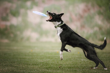 dog in frisbee