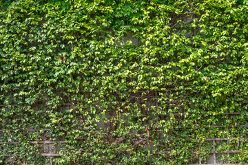 Green climbing plants with leaves on the wall