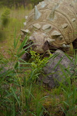 turtle in the grass