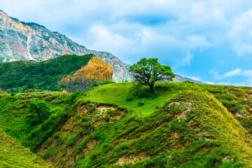 Picturesque mountain landscape with a lonely beautiful tree on the top. Dagestan, Caucasus