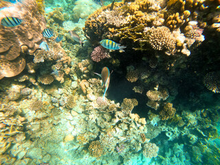 Tropical sergeant major fish swim near a coral reef in the Red Sea, Egypt