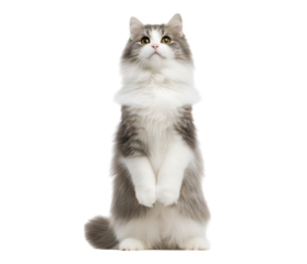 A full-body, cute, white and gray fluffy cat, standing on its hind legs with its tail raised, isolated on a transparent background.