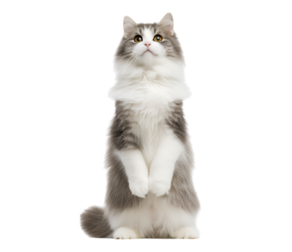 A full-body, cute, white and gray fluffy cat, standing on its hind legs with its tail raised, isolated on a transparent background.