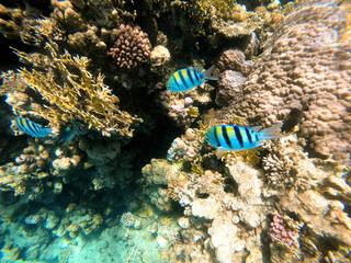 Tropical sergeant major fish swim near a coral reef in the Red Sea, Egypt