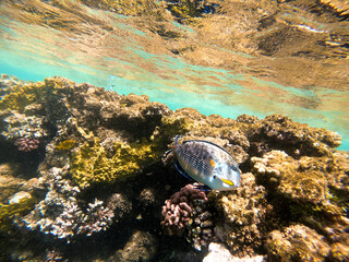Tropical fish Arabian surgeonfish swims near a coral reef in the Red Sea. Egypt