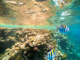 Tropical sergeant major fish swim near a coral reef in the Red Sea, Egypt