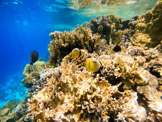 Underwater view of coral reef and tropical fish against the backdrop of deep blue sea. Red Sea