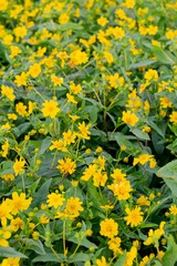 A breathtaking view of a vast cosmos flower field in full bloom, with pink, white, and magenta petals dancing under the sunlight. The vibrant meadow stretches into the horizon, creating a dreamy