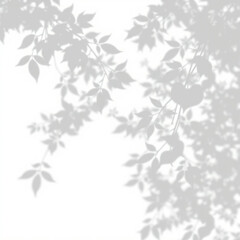 Fototapeta premium shadow overlay effect. Gray shadow of leaves isolated on white background. Plant foliage leaf shadow light effect. Mockup Blurred tree branch shadow. Ideal for summer spring design elements PNG