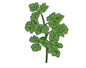 vector flat cartoon sketch style hand drawn coriander