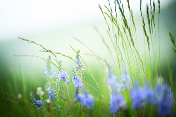 Green grass with wild blue flowers in the mountains at sunset.