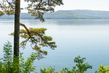 Pine tree on the shore of the mountain lake. Beautiful summer landscape.