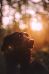 dog in the park in sunset