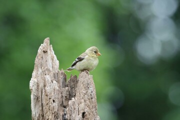 American Goldfinch Perched on Tree Branch