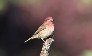 Purple Finch Perched on a Branch