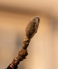 Fototapeta premium A beautiful macro photograph of a furry magnolia flower bud on a branch ready to bloom in early spring