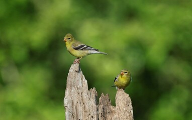 Two American Goldfinches Perched on Tree Stump