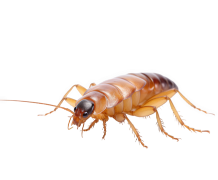 Detailed Macro Photography of a Brown Cockroach Insect Specimen Isolated on Black Background High Resolution Detailed Closeup Image of a Cockroach    