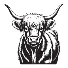 black and white bull
