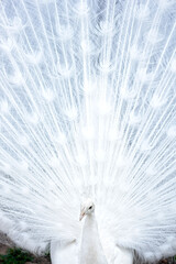 An elegant white peacock with its magnificent tail fully fanned out, creating a stunning radial...