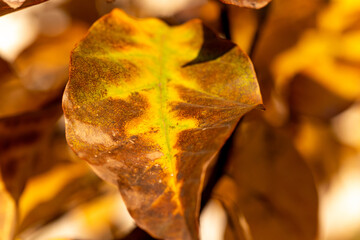 The stunning texture of withering golden and brown autumn leaves on a tree branch with a soft...