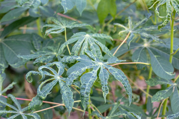 Cassava leaves are damaged by the spotted leaf virus.