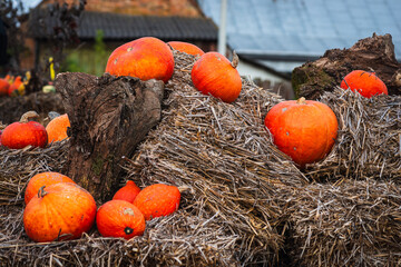 A rustic outdoor autumn decoration with many vibrant orange pumpkins sitting on dry straw haystacks